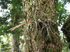 Tillandsia butzii