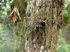 Tillandsia butzii