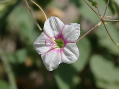 Commicarpus brandegeei