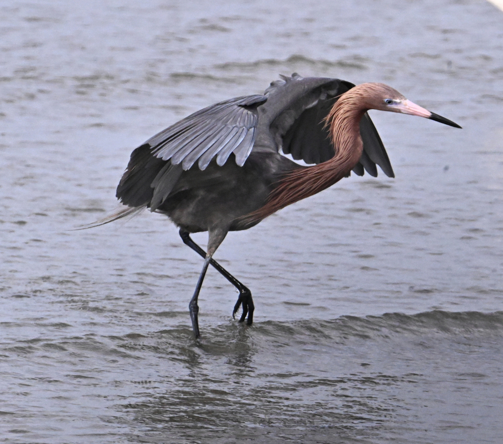 Reddish Egret from Galveston, TX, USA on April 26, 2023 at 04:40 PM by ...