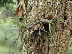 Tillandsia butzii