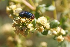 Compsomyiops callipes