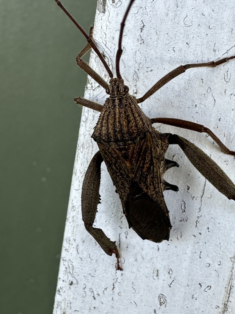 Pternistria sexlineata