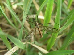 Tipula dorsimacula