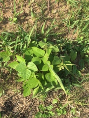 Pueraria montana lobata