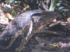 Varanus salvator