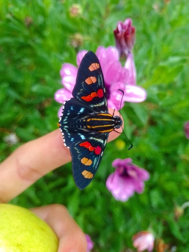 Mimoniades versicolor