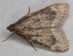 Aglossa