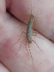 Thereuonema tuberculata