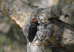 Acantholyda erythrocephala
