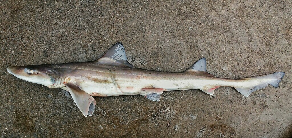 Speckled Smoothhound