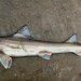 Speckled Smooth-Hound - Photo (c) dreychthys, some rights reserved (CC BY-NC), uploaded by dreychthys