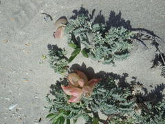 Astragalus nuttallii nuttallii