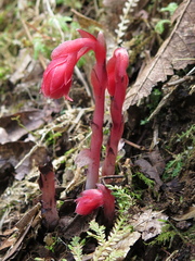 Monotropa coccinea