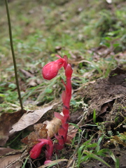Monotropa coccinea