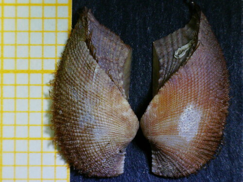 Representative image of Arca tetragona