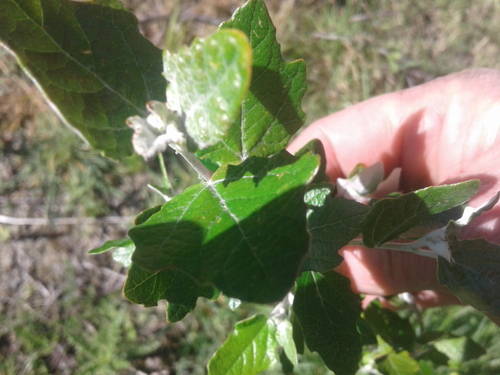 Populus alba iNat (3)