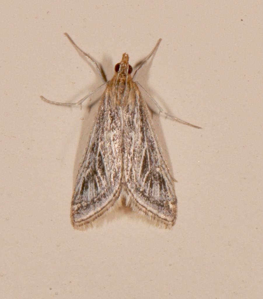 Pyrausta linealis