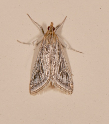 Pyrausta linealis