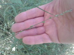 Carex longebrachiata