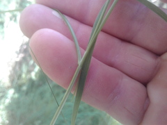 Carex longebrachiata