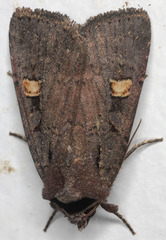 Adelphagrotis indeterminata