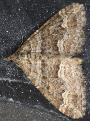 Perizoma custodiata
