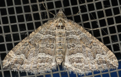 Perizoma custodiata