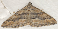 Perizoma custodiata