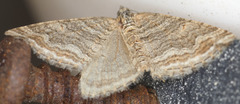Perizoma custodiata