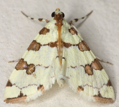 Conchylodes octonalis