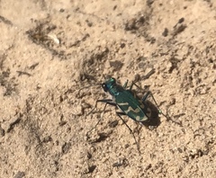 Cicindela tranquebarica parallelonota