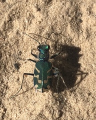 Cicindela tranquebarica parallelonota