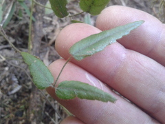Rubus schmidelioides schmidelioides