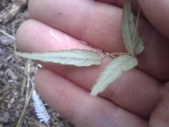 Rubus schmidelioides schmidelioides