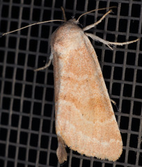 Trichocosmia inornata