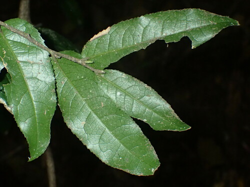 Image of Drypetes arguta by (c) Mahomed Desai, some rights reserved (CC BY)