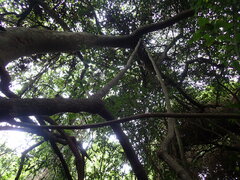 Evergreen Grape (Rhoicissus rhomboidea)