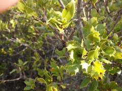 Quercus wislizeni frutescens