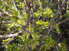 Quercus wislizeni frutescens