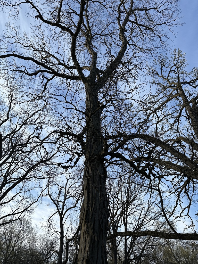 shagbark hickory from E Montague Rd, Rockford, IL, US on April 28, 2023