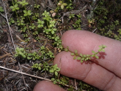 Galium propinquum