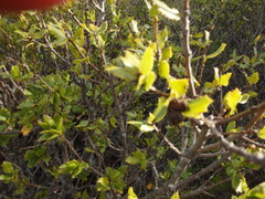Quercus wislizeni frutescens
