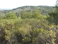 Quercus wislizeni frutescens