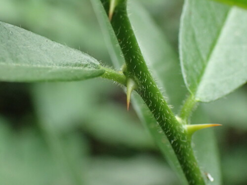 Image of Capparis tomentosa by (c) Mahomed Desai, some rights reserved (CC BY)