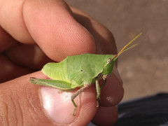 Sphenarium