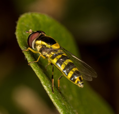 Allograpta javana