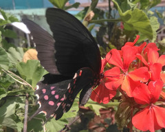 Papilioninae