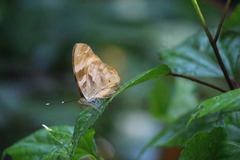 Herona marathus
