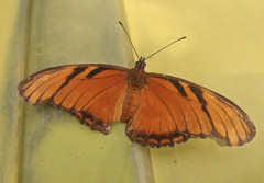 Dione juno huascuma